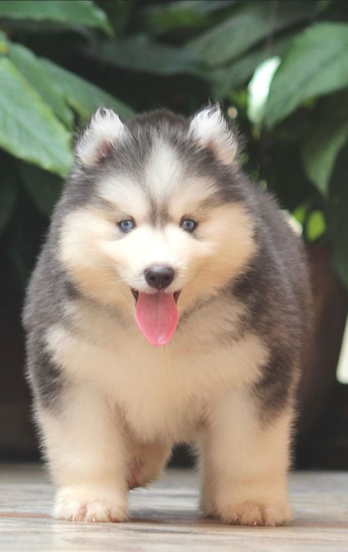 DogsIndia.com - Siberian Husky - Dr. Taranath