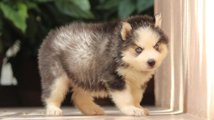 DogsIndia.com - Siberian Husky - Dr. Taranath