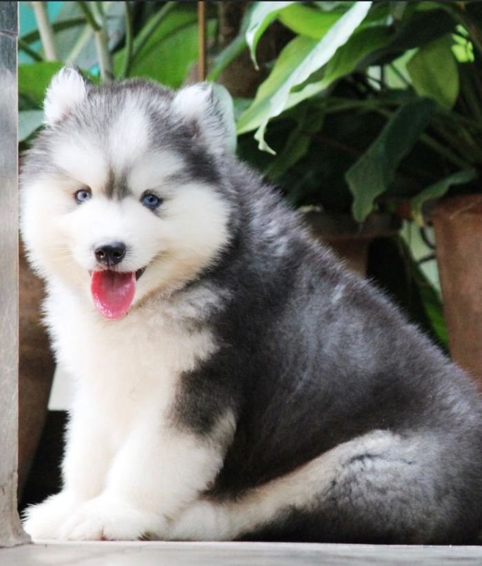 DogsIndia.com - Siberian Husky - Dr. Taranath