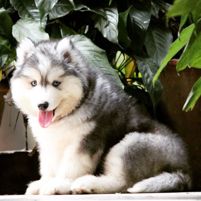 DogsIndia.com - Siberian Husky - Dr. Taranath