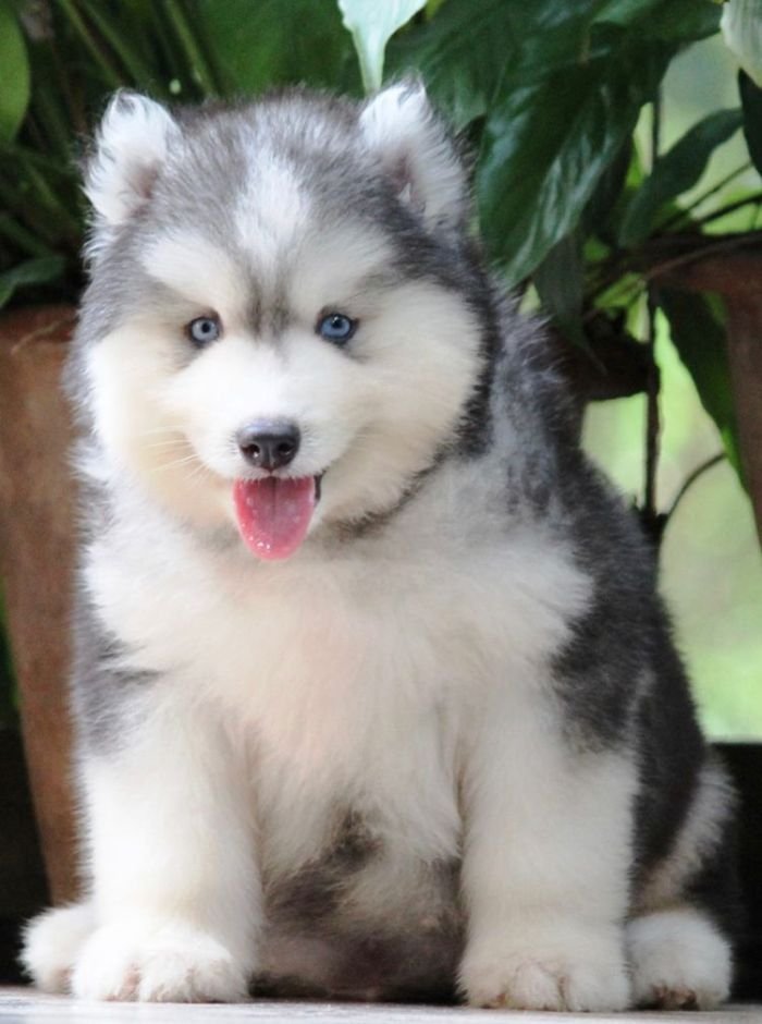 DogsIndia.com - Siberian Husky - Dr. Taranath