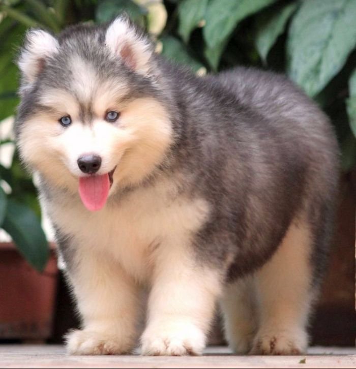 DogsIndia.com - Siberian Husky - Dr. Taranath
