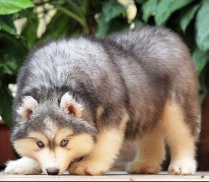 DogsIndia.com - Siberian Husky - Dr. Taranath
