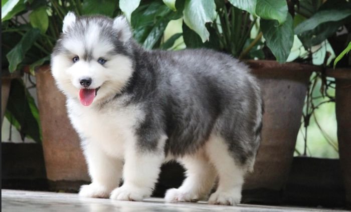 DogsIndia.com - Siberian Husky - Dr. Taranath