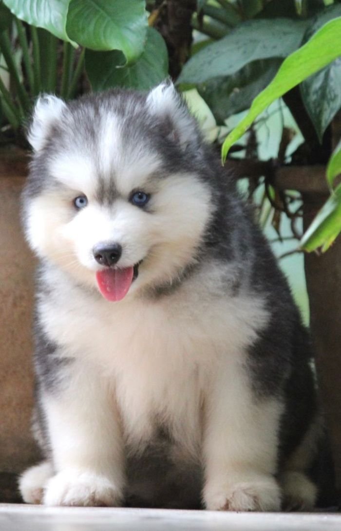 DogsIndia.com - Siberian Husky - Dr. Taranath