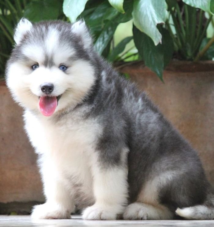 DogsIndia.com - Siberian Husky - Dr. Taranath