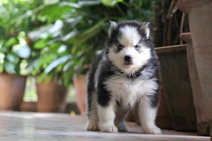 DogsIndia.com - Siberian Husky - Dr. Taranath