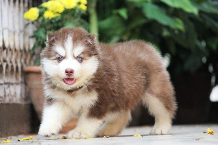 DogsIndia.com - Siberian Husky - Dr. Taranath