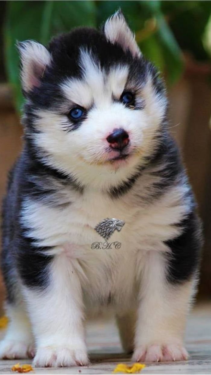DogsIndia.com - Siberian Husky - Dr. Taranath