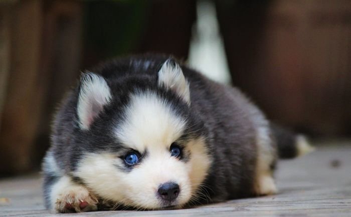 DogsIndia.com - Siberian Husky - Dr. Taranath