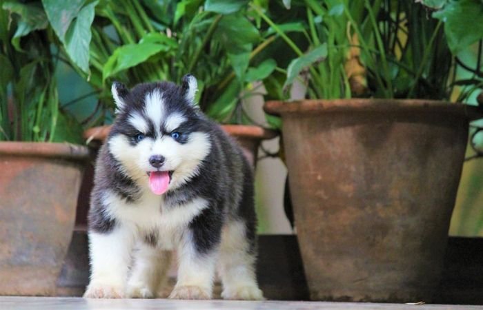 DogsIndia.com - Siberian Husky - Dr. Taranath