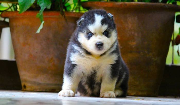 DogsIndia.com - Siberian Husky - Dr. Taranath