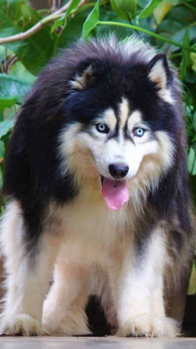 DogsIndia.com - Siberian Husky - Dr. Taranath