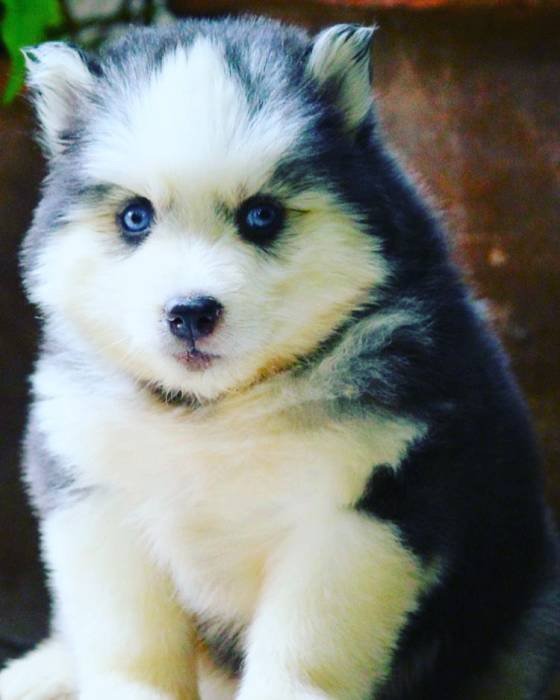 DogsIndia.com - Siberian Husky - Dr. Taranath