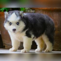 DogsIndia.com - Siberian Husky - Dr. Taranath