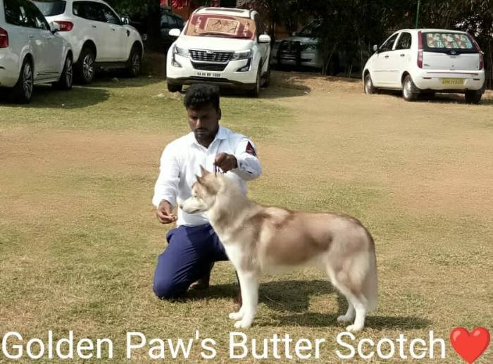 DogsIndia.com - Siberian Husky - Candy Paw's Kennel - Suraj