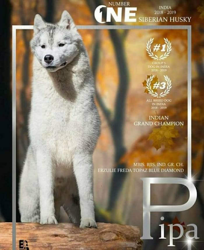 DogsIndia.com - Siberian Husky - Candy Paw's Kennel - Suraj