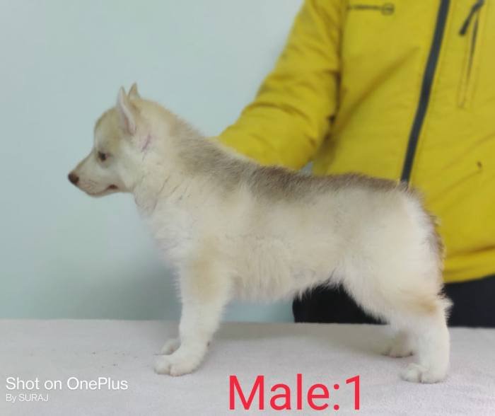 DogsIndia.com - Siberian Husky - Candy Paw's Kennel - Suraj