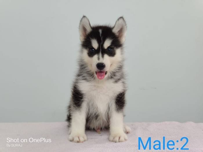 DogsIndia.com - Siberian Husky - Candy Paw's Kennel - Suraj