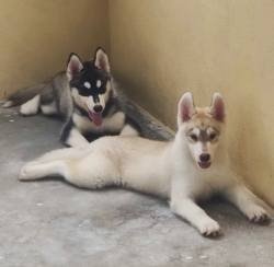 DogsIndia.com - Siberian Husky - Candy Paw's Kennel - Suraj