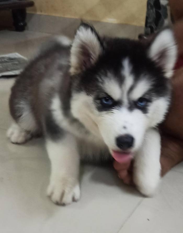 DogsIndia.com - Siberian Husky - Vanshini
