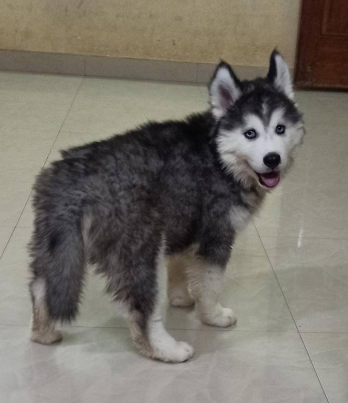 DogsIndia.com - Siberian Husky - Vanshini