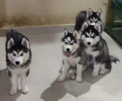 DogsIndia.com - Siberian Husky - Vanshini
