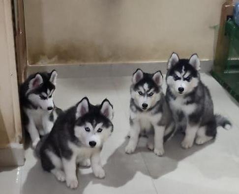 DogsIndia.com - Siberian Husky - Vanshini
