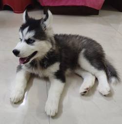 DogsIndia.com - Siberian Husky - Vanshini