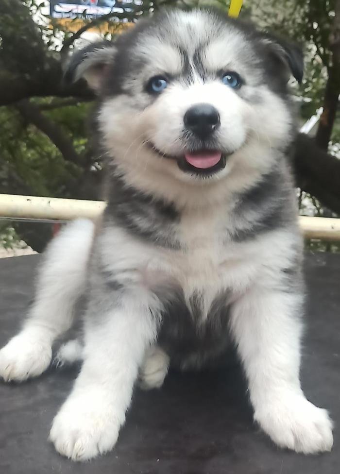 DogsIndia.com - Siberian Husky - Vanshini