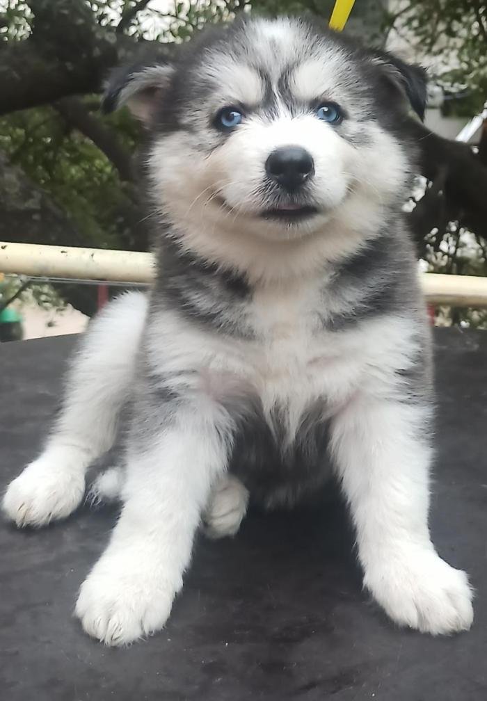 DogsIndia.com - Siberian Husky - Vanshini