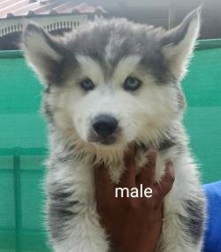DogsIndia.com - Siberian Husky - Vanshini