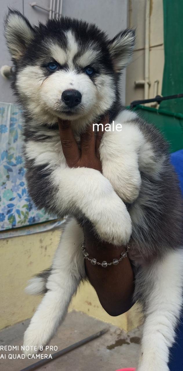 DogsIndia.com - Siberian Husky - Vanshini