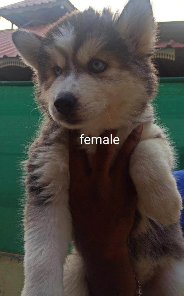 DogsIndia.com - Siberian Husky - Vanshini
