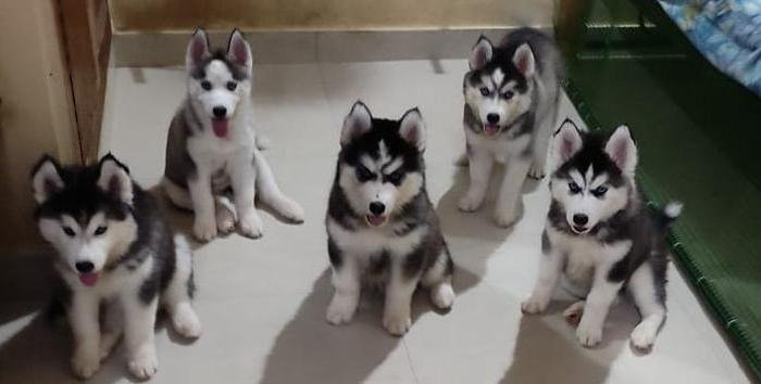 DogsIndia.com - Siberian Husky - Vanshini