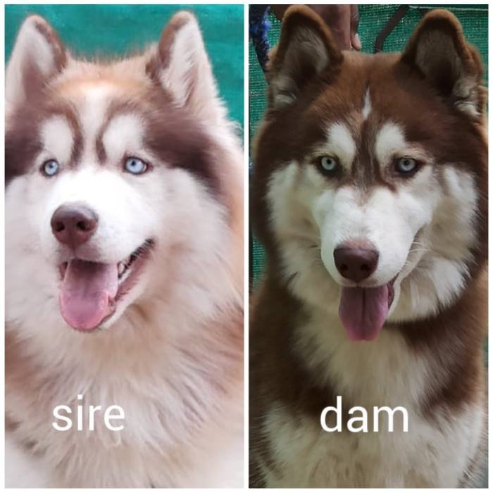 DogsIndia.com - Siberian Husky - Vanshini