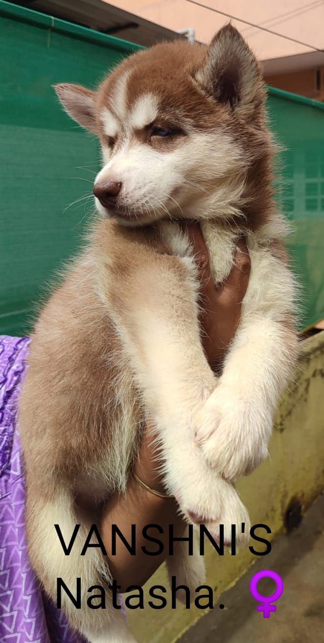 DogsIndia.com - Siberian Husky - Vanshni