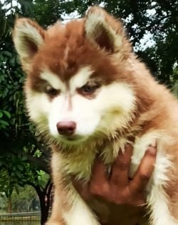 DogsIndia.com - Siberian Husky - Vanshni