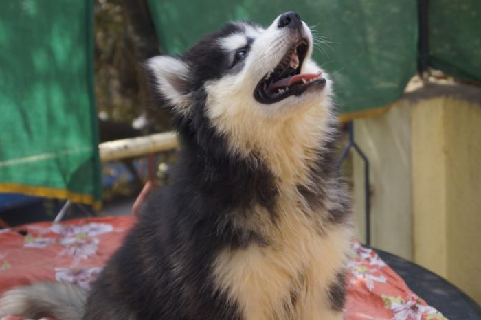 DogsIndia.com - Siberian Husky - Vanshni