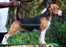 DogsIndia.com - Beagle At Stud - Marathon Riders