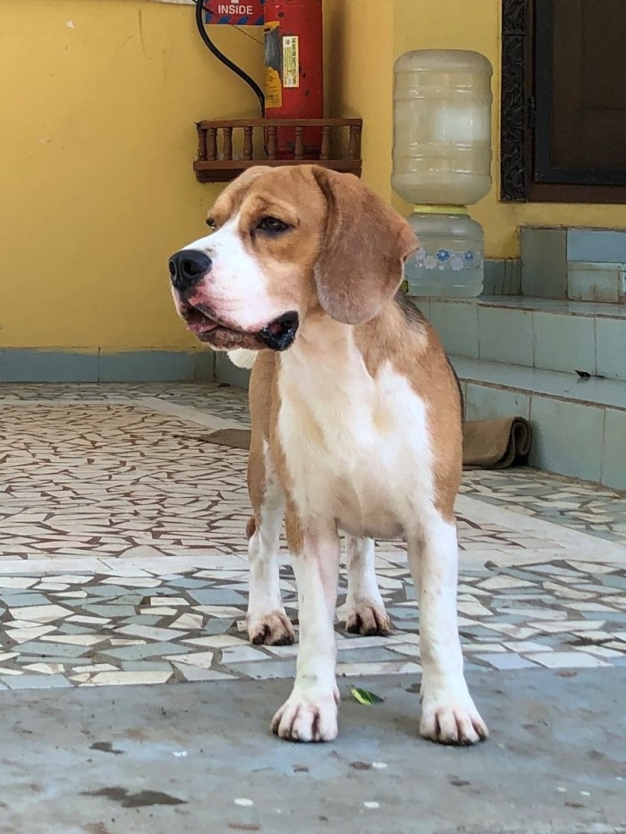 DogsIndia.com - Beagle at Stud - Sathesh