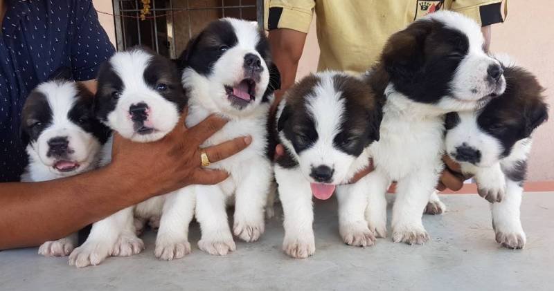 DogsIndia.com - St. Bernard - Ajit Kennels