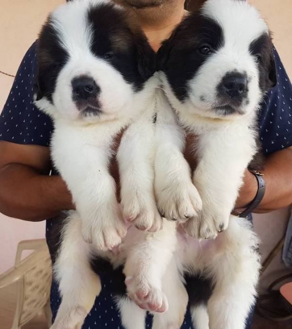 DogsIndia.com - St. Bernard - Ajit Kennels