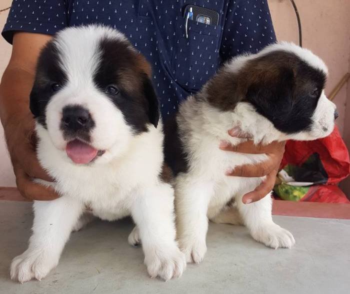 DogsIndia.com - St. Bernard - Ajit Kennels