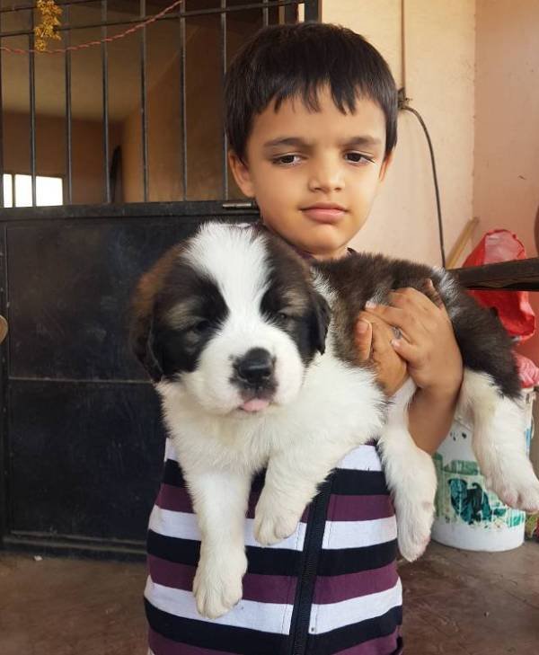 DogsIndia.com - St. Bernard - Ajit Kennels