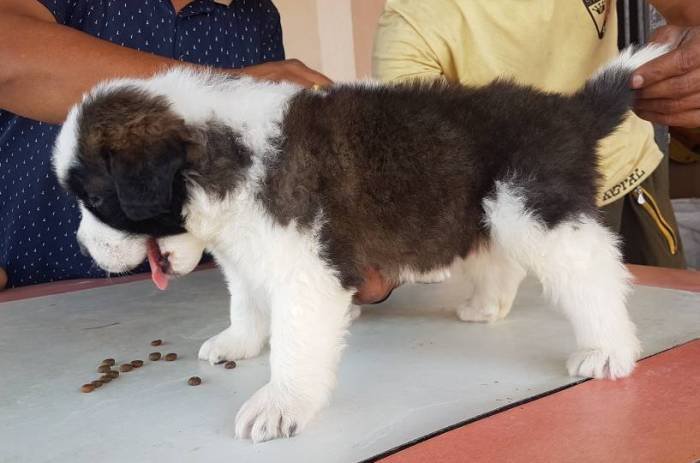 DogsIndia.com - St. Bernard - Ajit Kennels