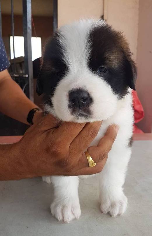 DogsIndia.com - St. Bernard - Ajit Kennels