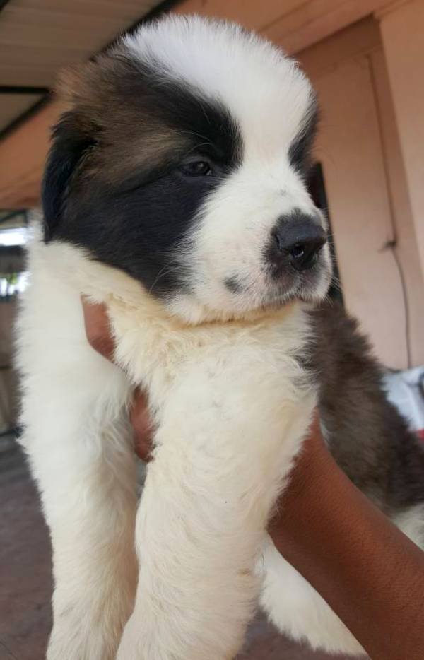 DogsIndia.com - St. Bernard - Ajit Kennels