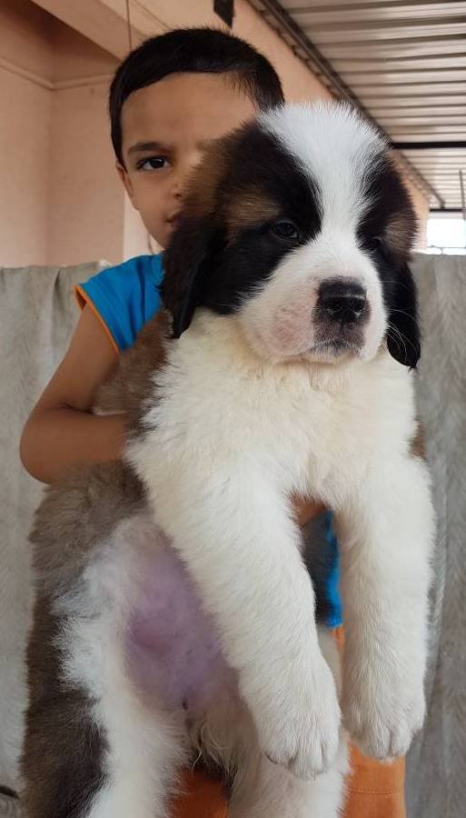 DogsIndia.com - St. Bernard - Ajit Kennels