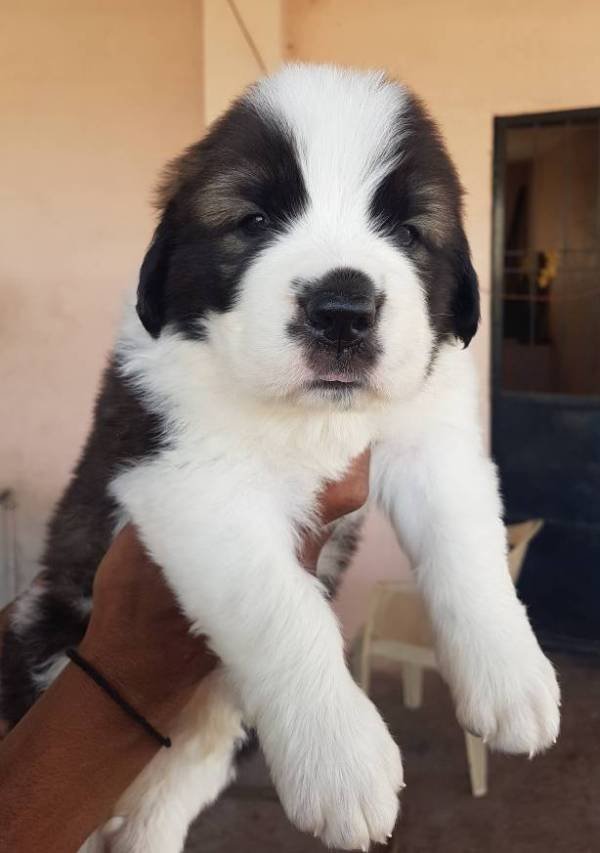 DogsIndia.com - St. Bernard - Ajit Kennels